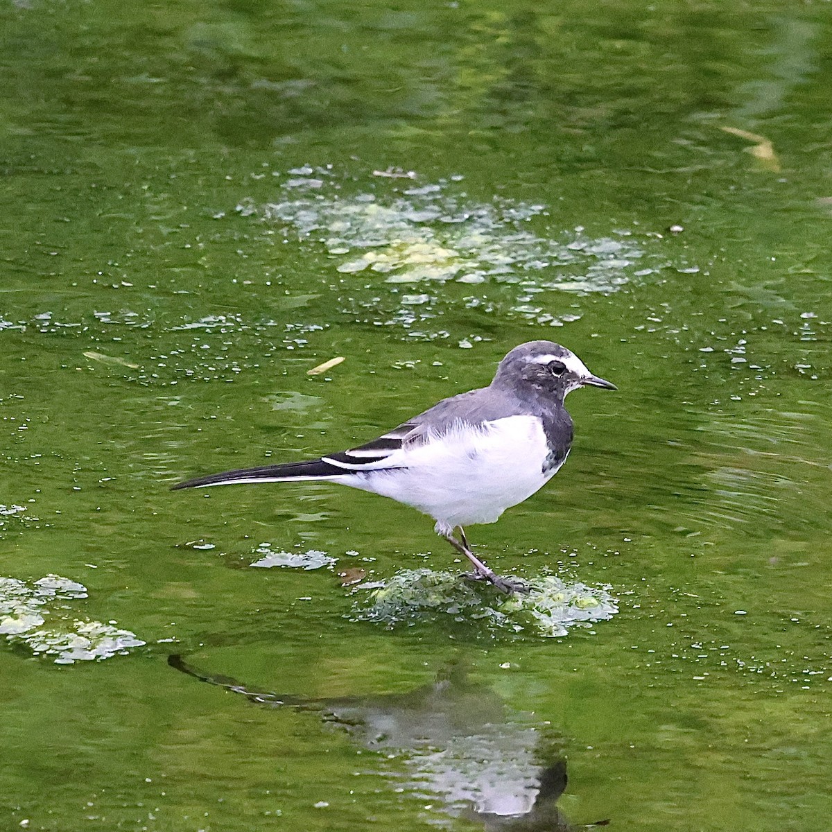 Japanese Wagtail - ML642429115