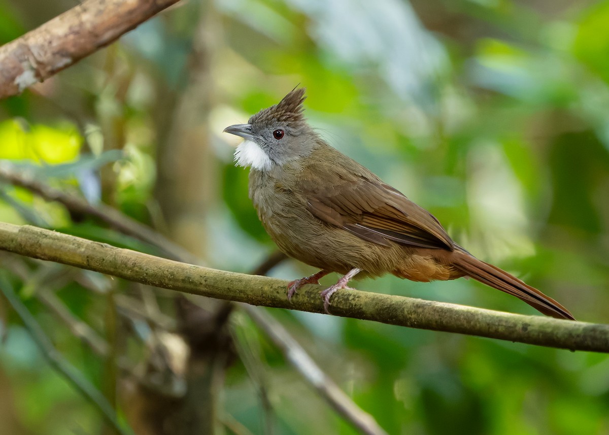 Bulbul à ventre marron (ruficrissus/fowleri) - ML642429116