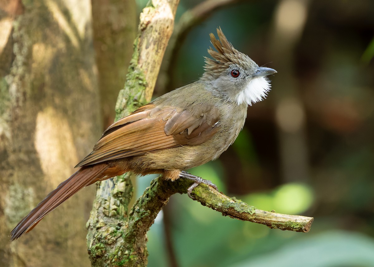 Bulbul à ventre marron (ruficrissus/fowleri) - ML642429118