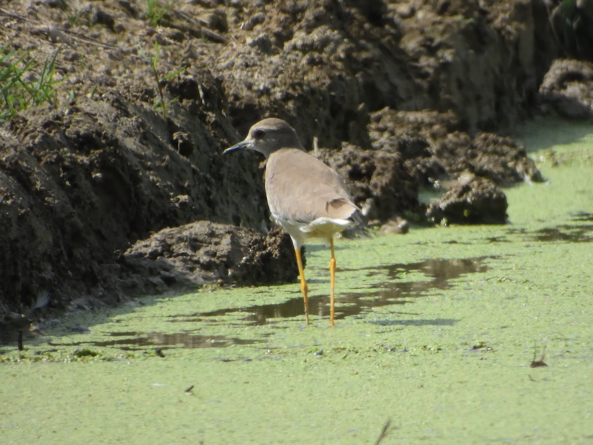 White-tailed Lapwing - ML642429119
