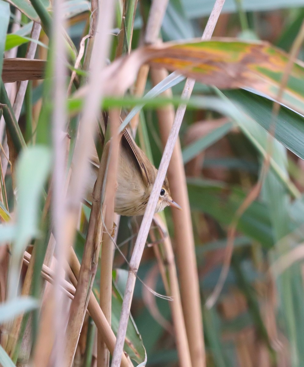 Marsh Warbler - ML642429141