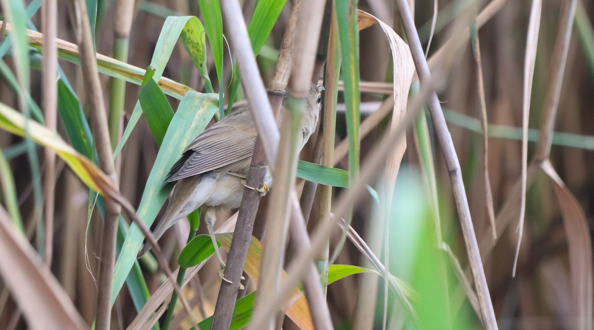 Marsh Warbler - ML642429142