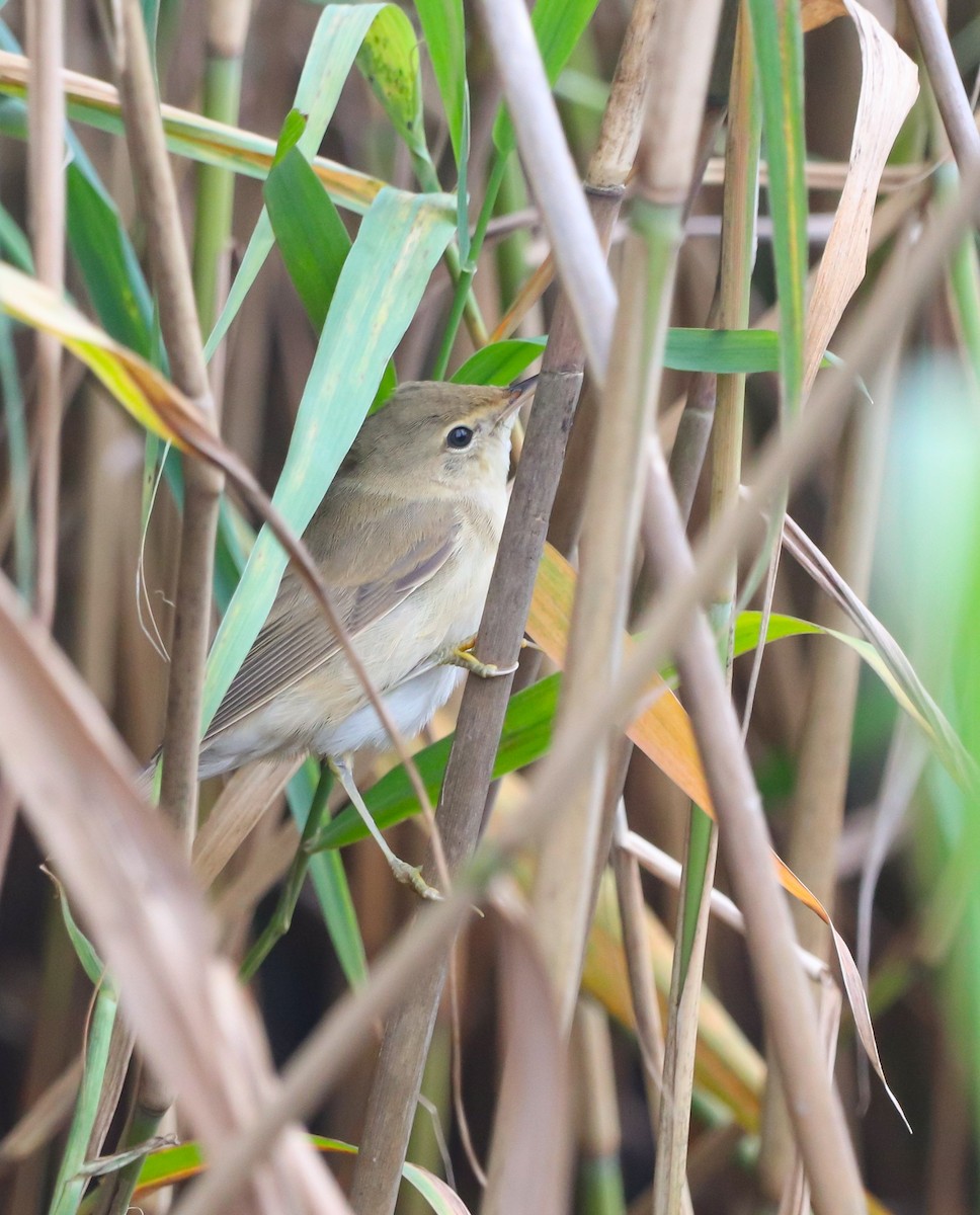 Marsh Warbler - ML642429143