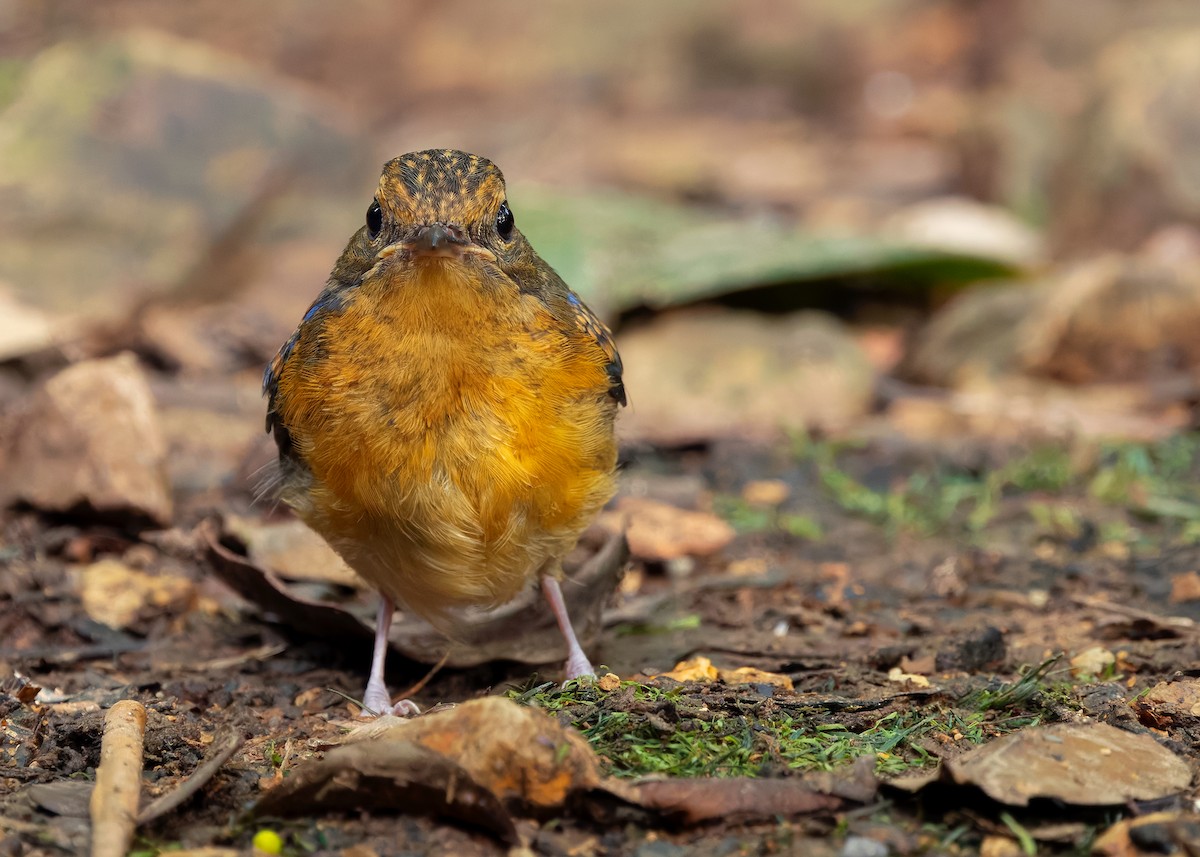 Dayak Blue Flycatcher - ML642429147
