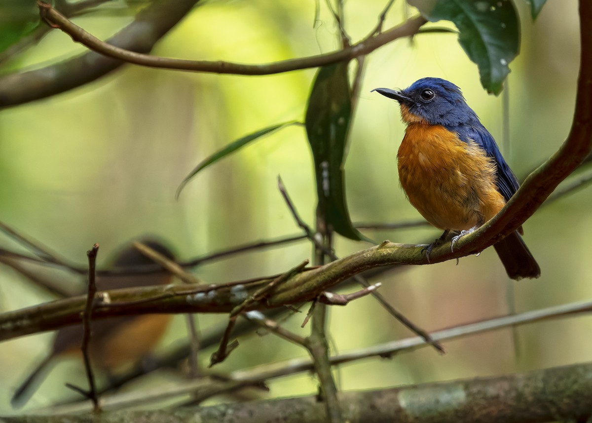 Dayak Blue Flycatcher - ML642429148