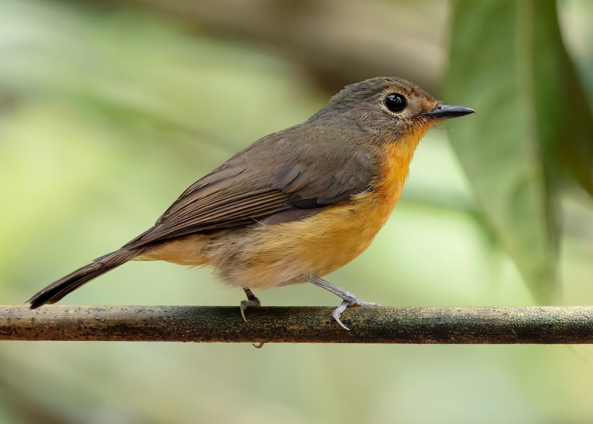 Dayak Blue Flycatcher - ML642429149