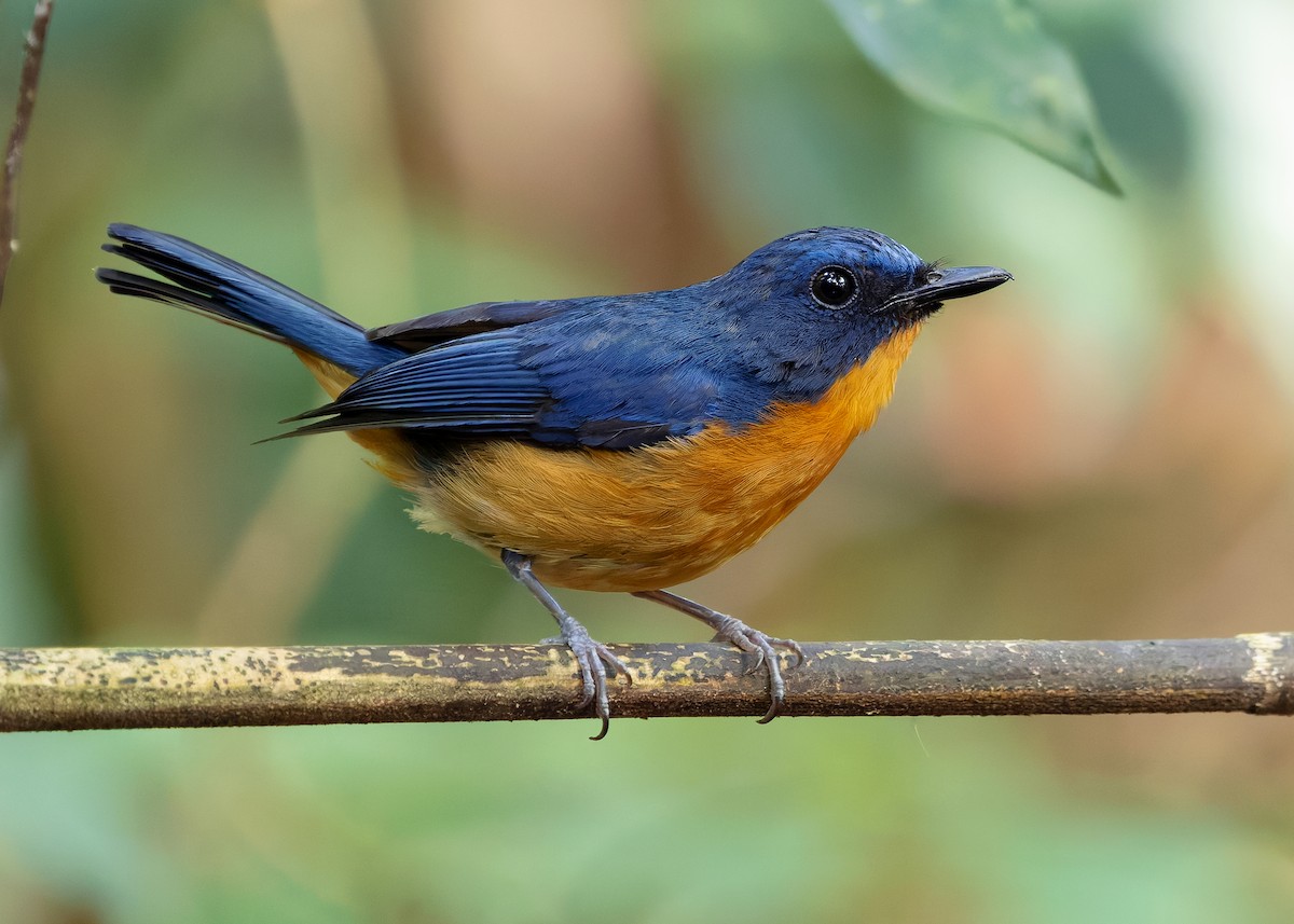 Dayak Blue Flycatcher - ML642429150