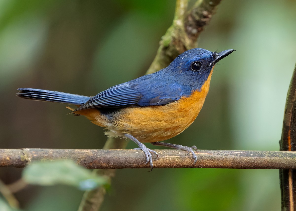 Dayak Blue Flycatcher - ML642429151