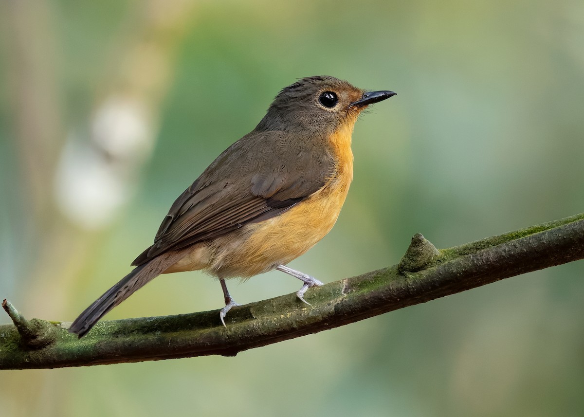 Dayak Blue Flycatcher - ML642429152