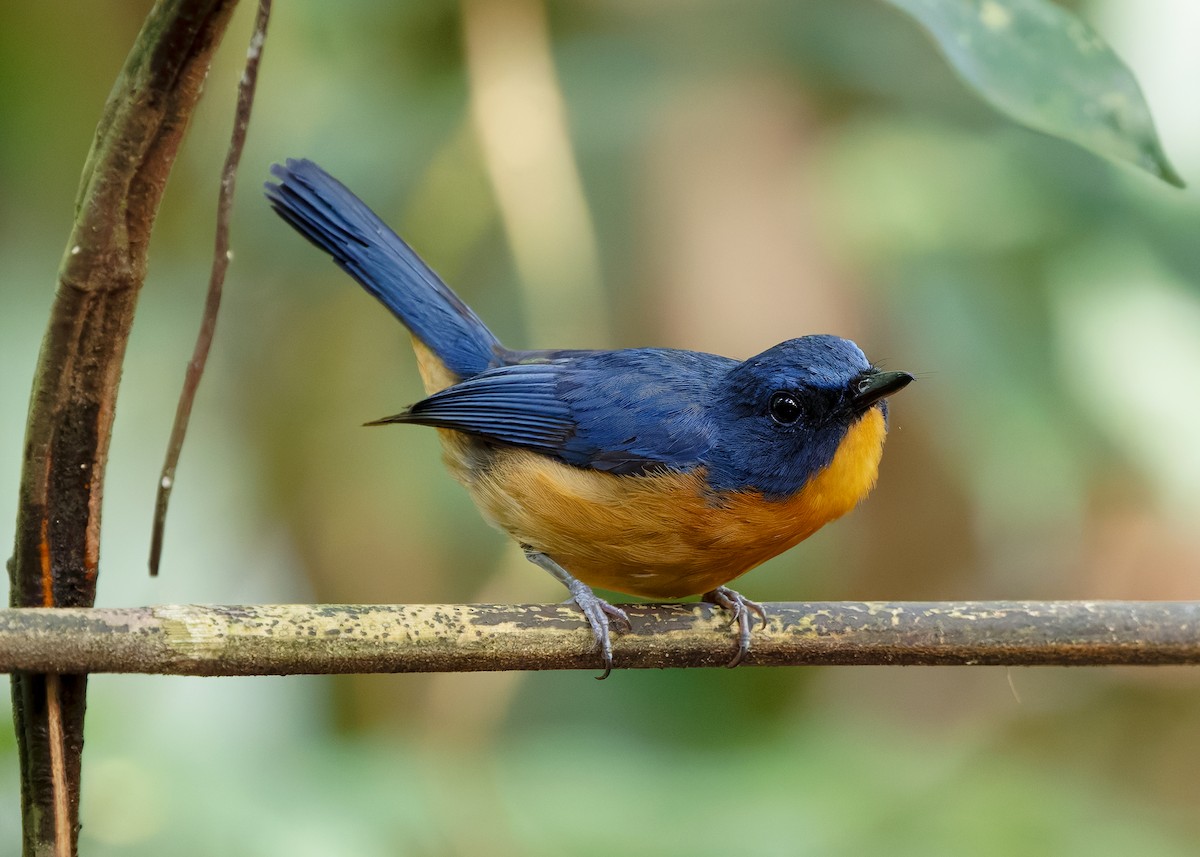 Dayak Blue Flycatcher - ML642429153