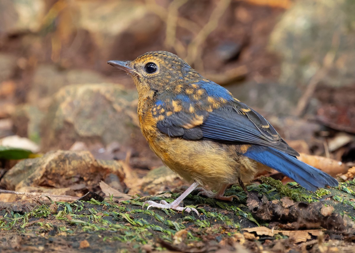 Dayak Blue Flycatcher - ML642429156
