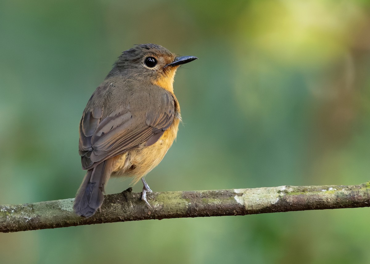 Dayak Blue Flycatcher - ML642429157