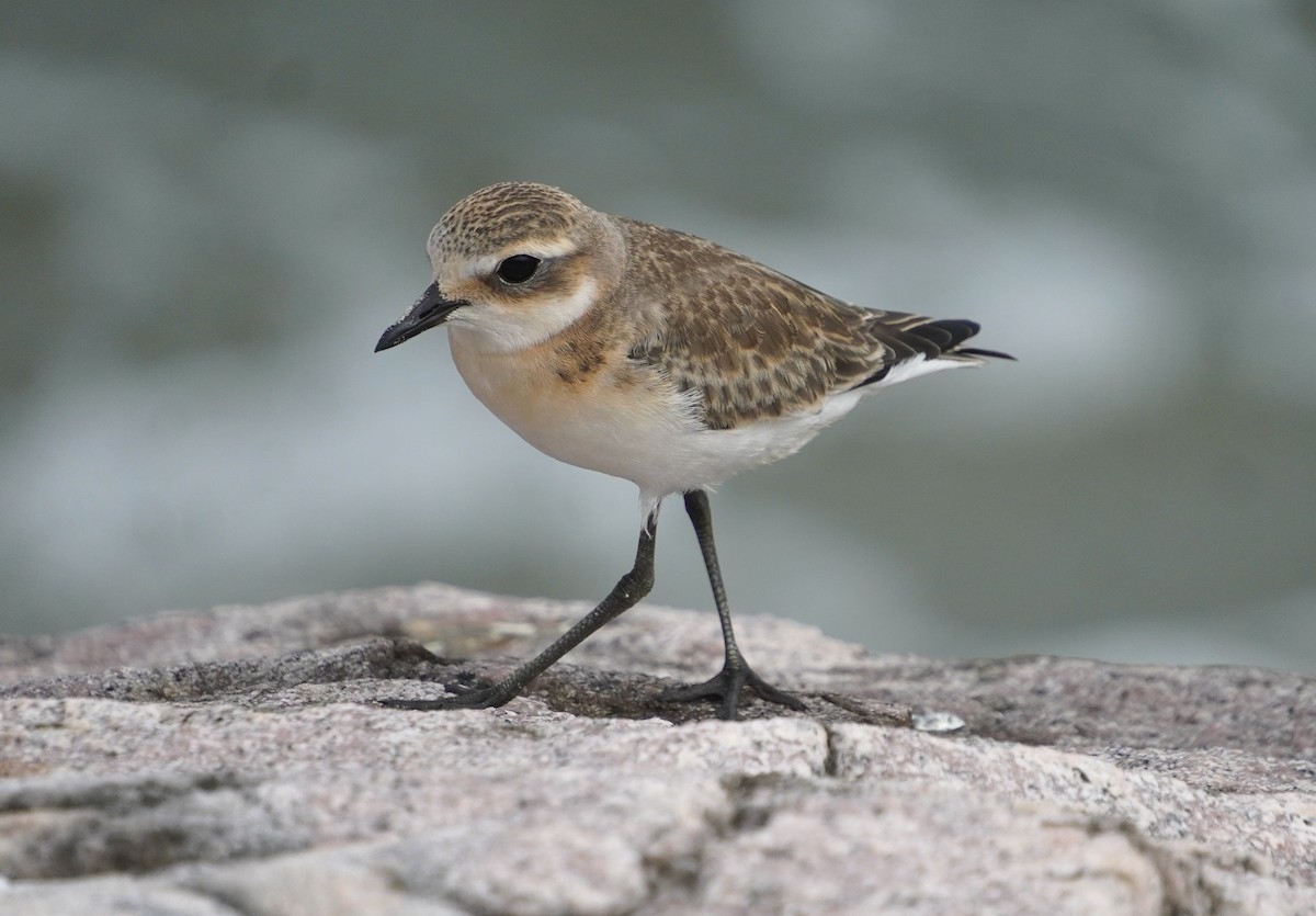 Tibetan Sand-Plover - ML642429175