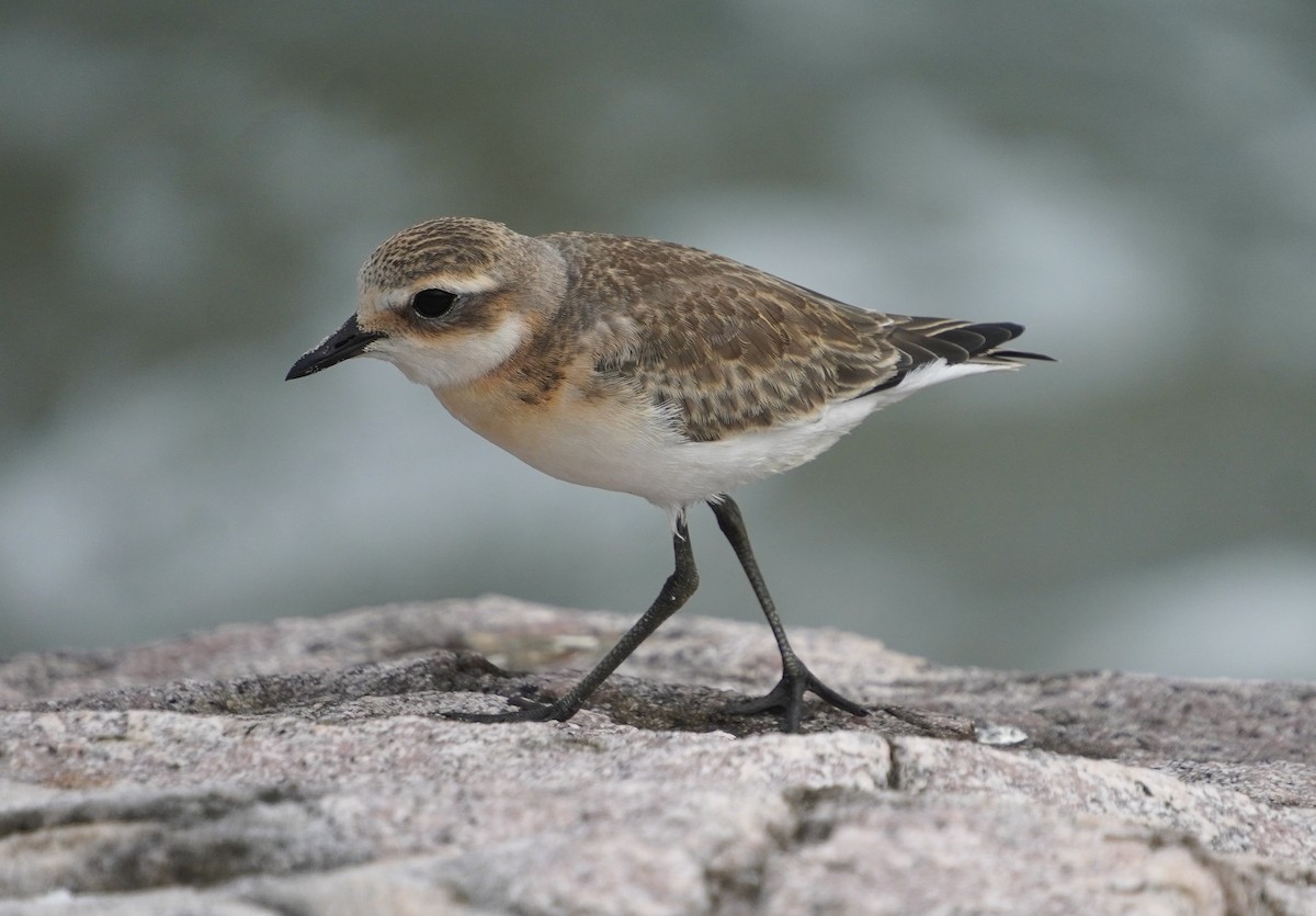Tibetan Sand-Plover - ML642429177