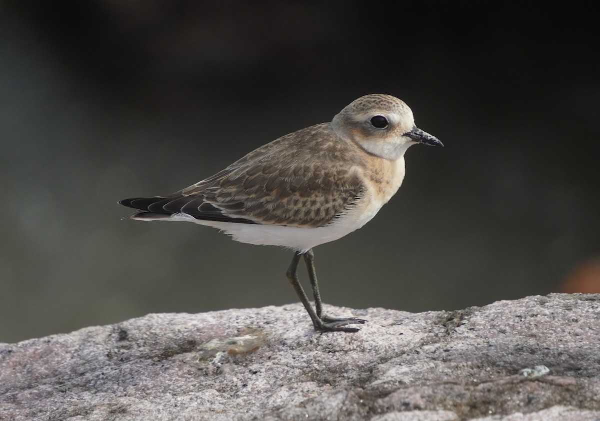Tibetan Sand-Plover - ML642429178