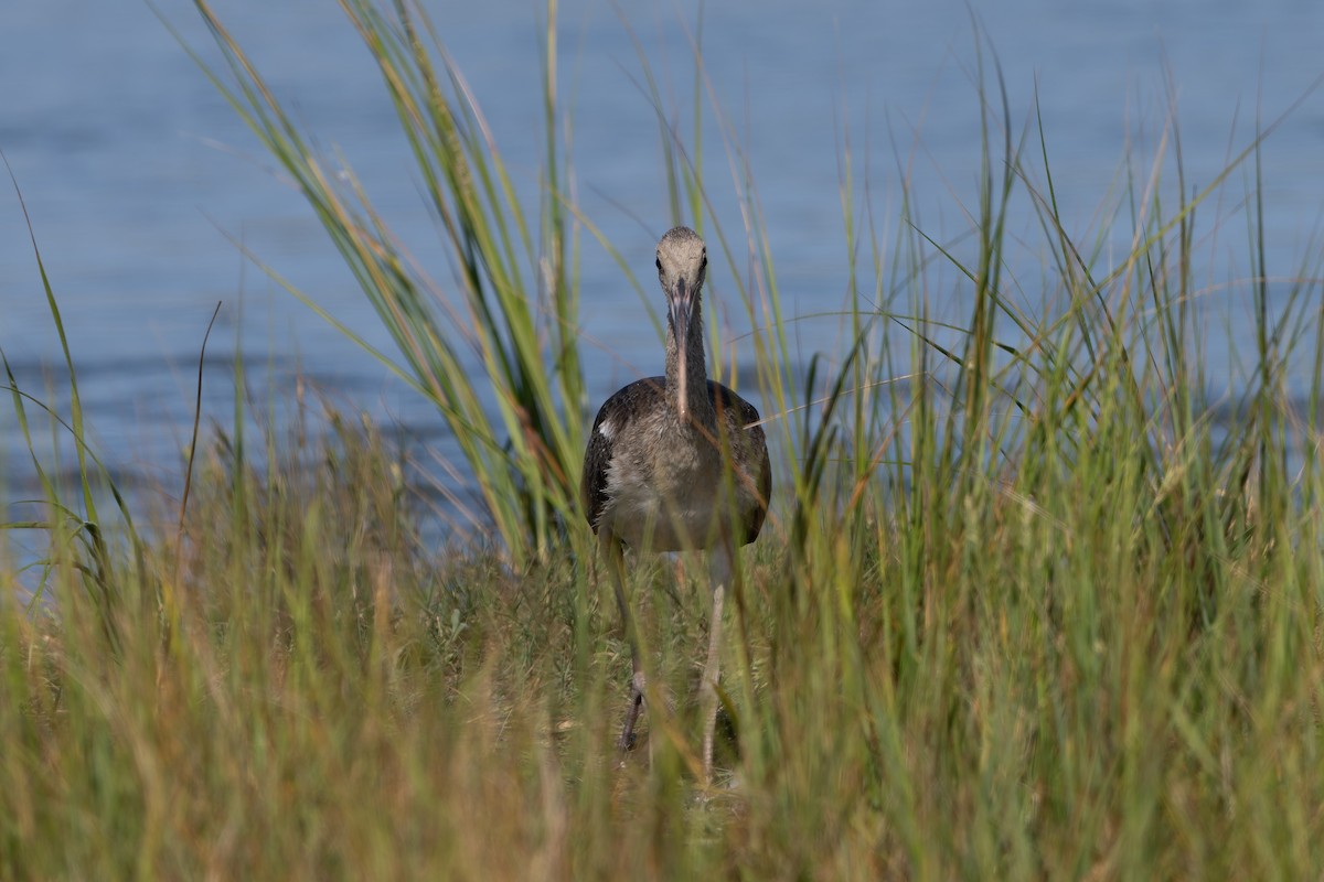 White Ibis - ML642429186