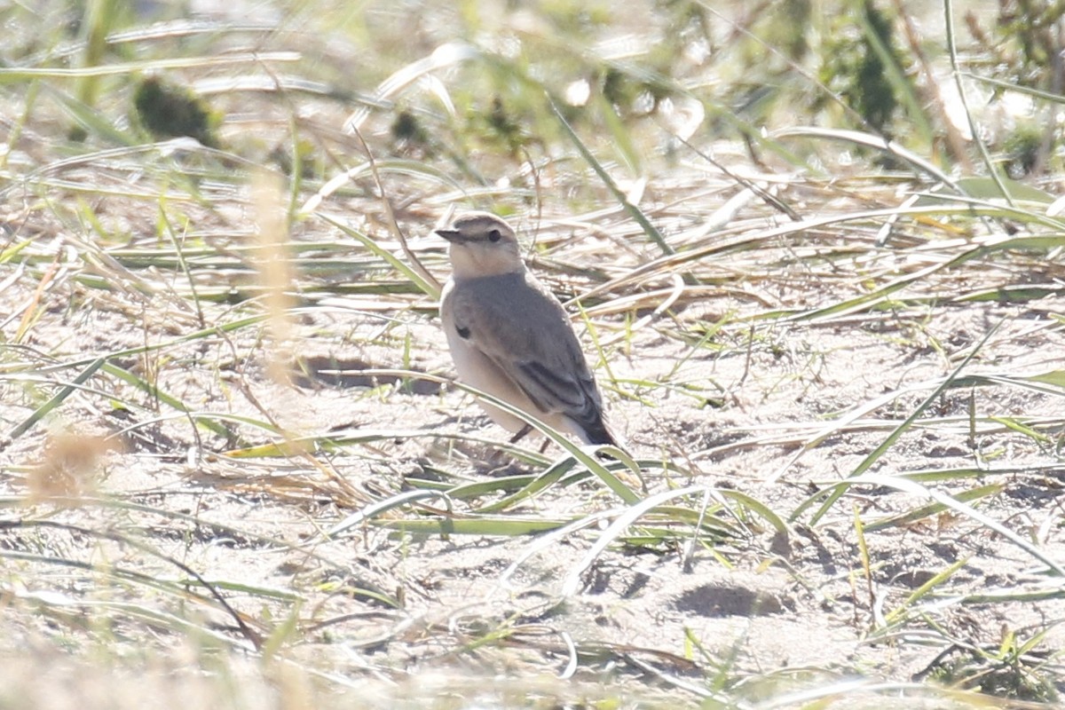 Isabelline Wheatear - ML642429190