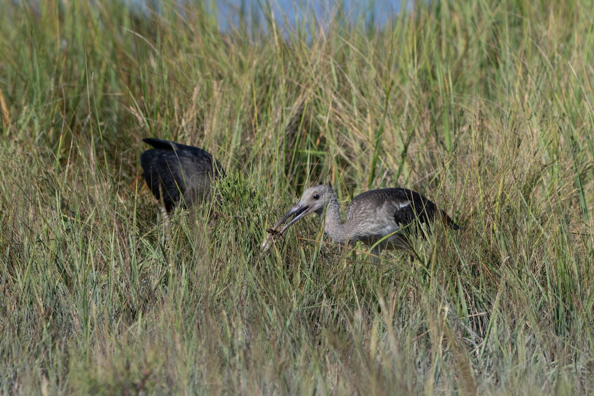 White Ibis - ML642429195