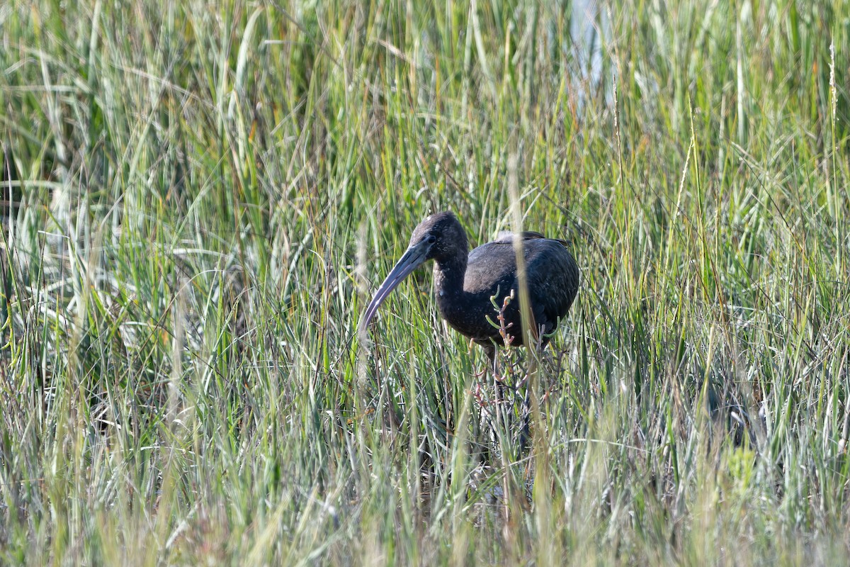 Glossy Ibis - ML642429209