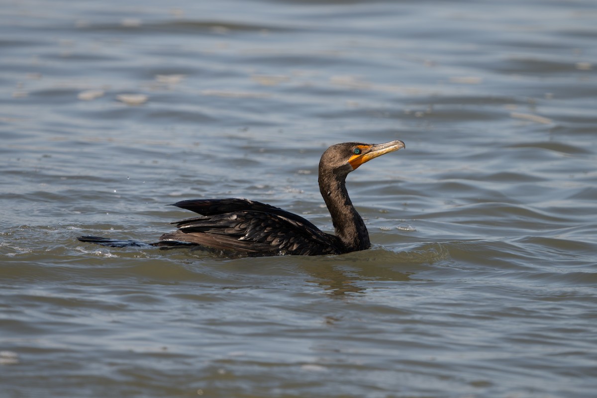 Double-crested Cormorant - ML642429229