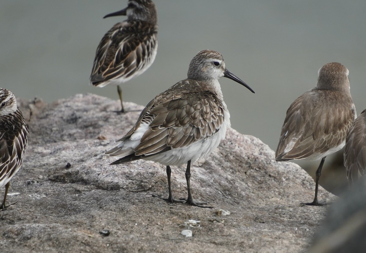 Curlew Sandpiper - ML642429234