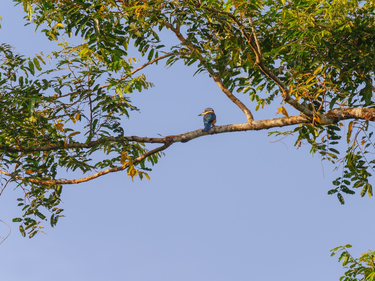 Sacred Kingfisher - ML642429238