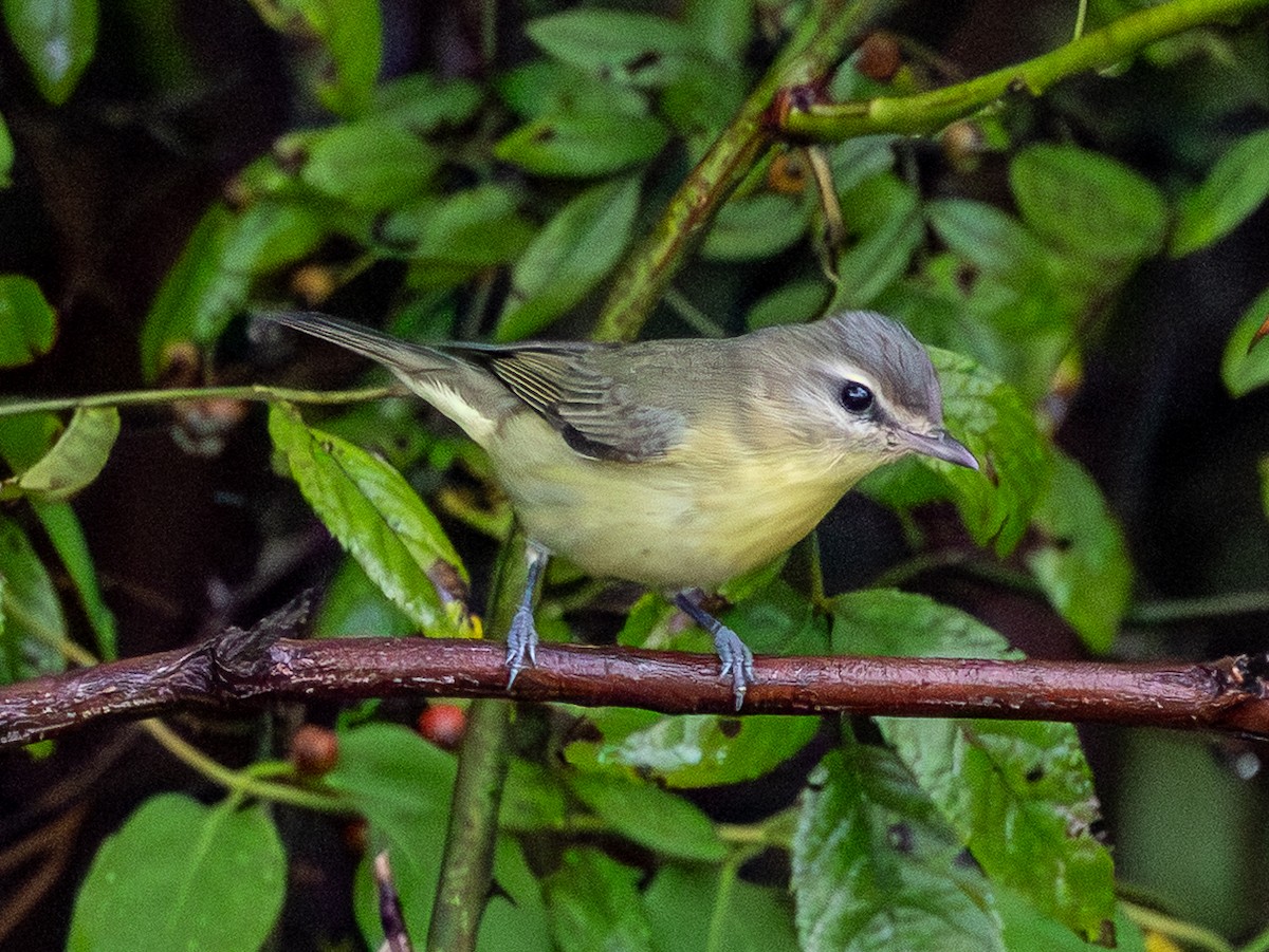 Philadelphia Vireo - ML642429244