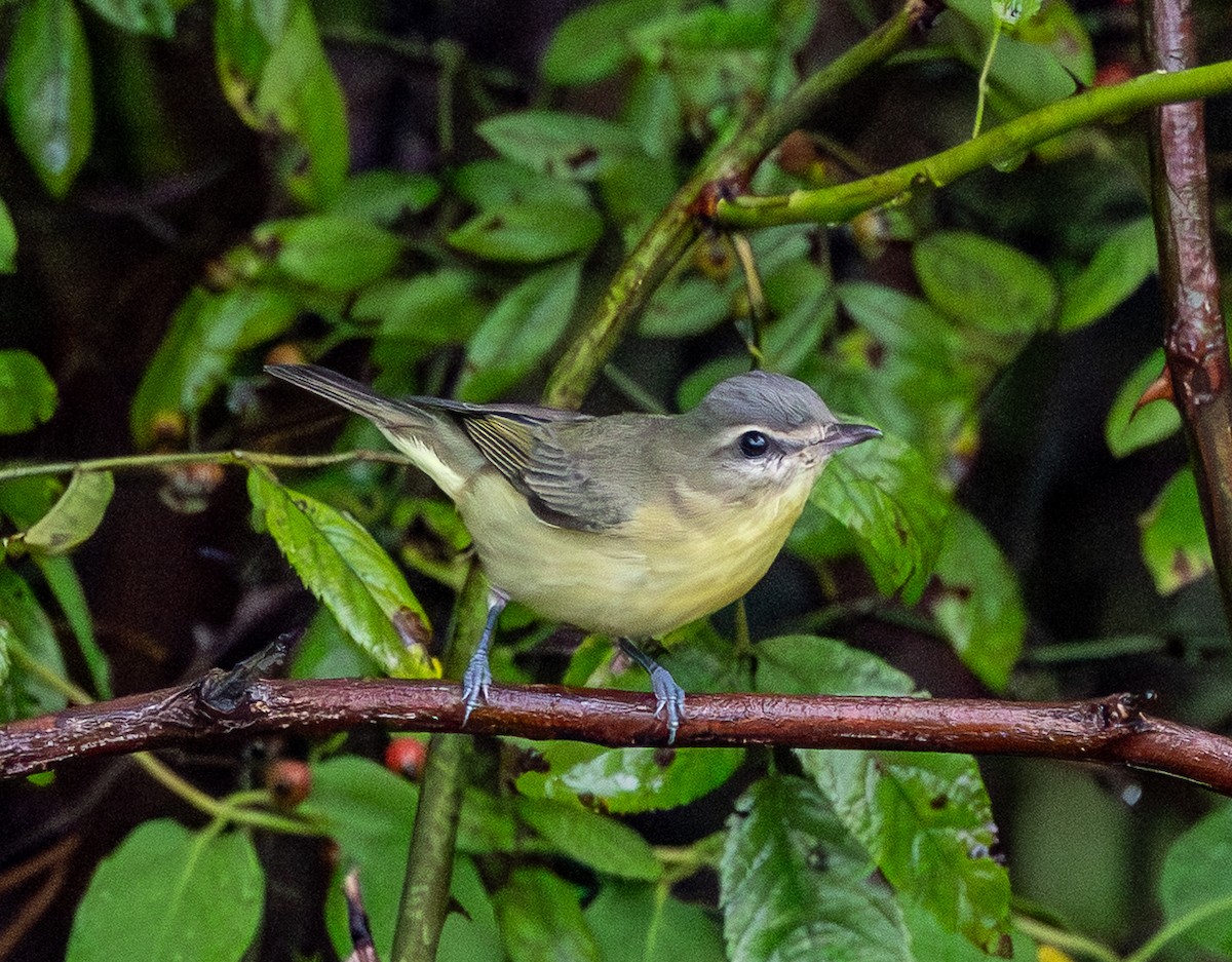 Philadelphia Vireo - ML642429246