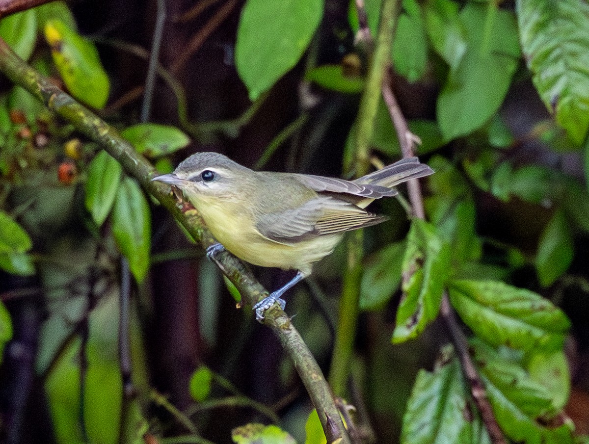Philadelphia Vireo - ML642429248