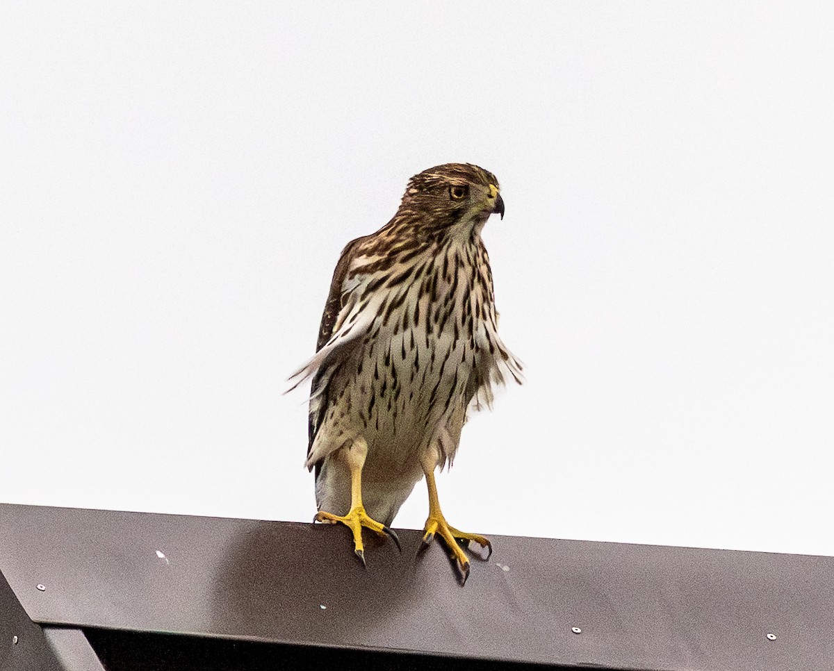Cooper's Hawk - ML642429251