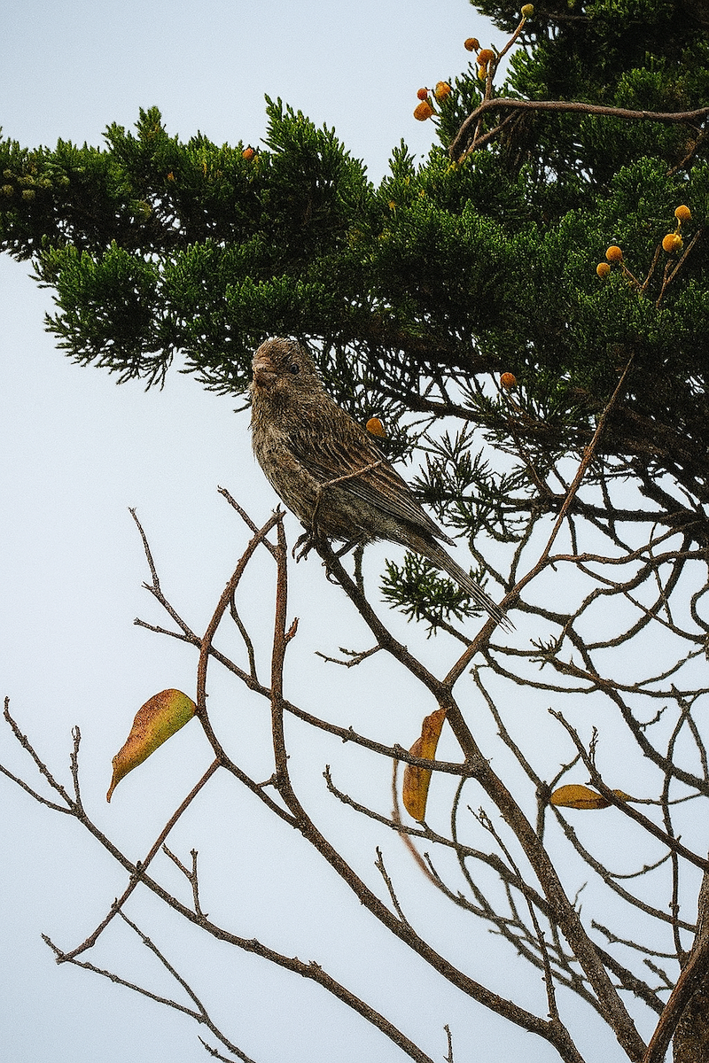 House Finch - ML642429252