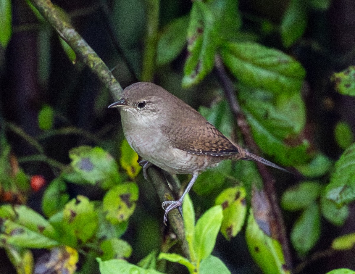 Northern House Wren - ML642429257