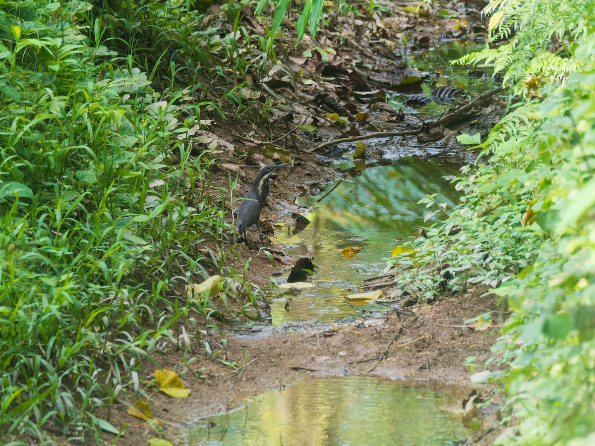 Black Bittern - ML642429258