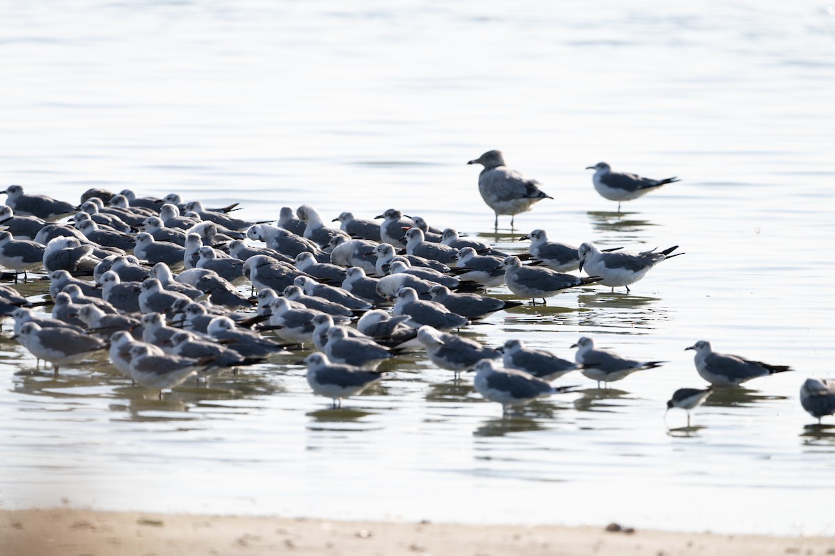 Laughing Gull - ML642429259