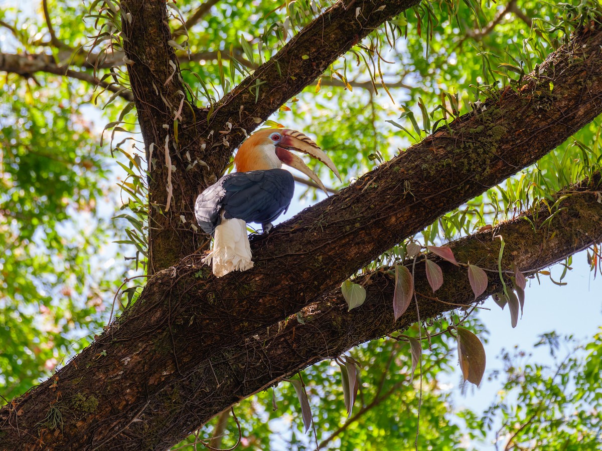 Blyth's Hornbill - ML642429274