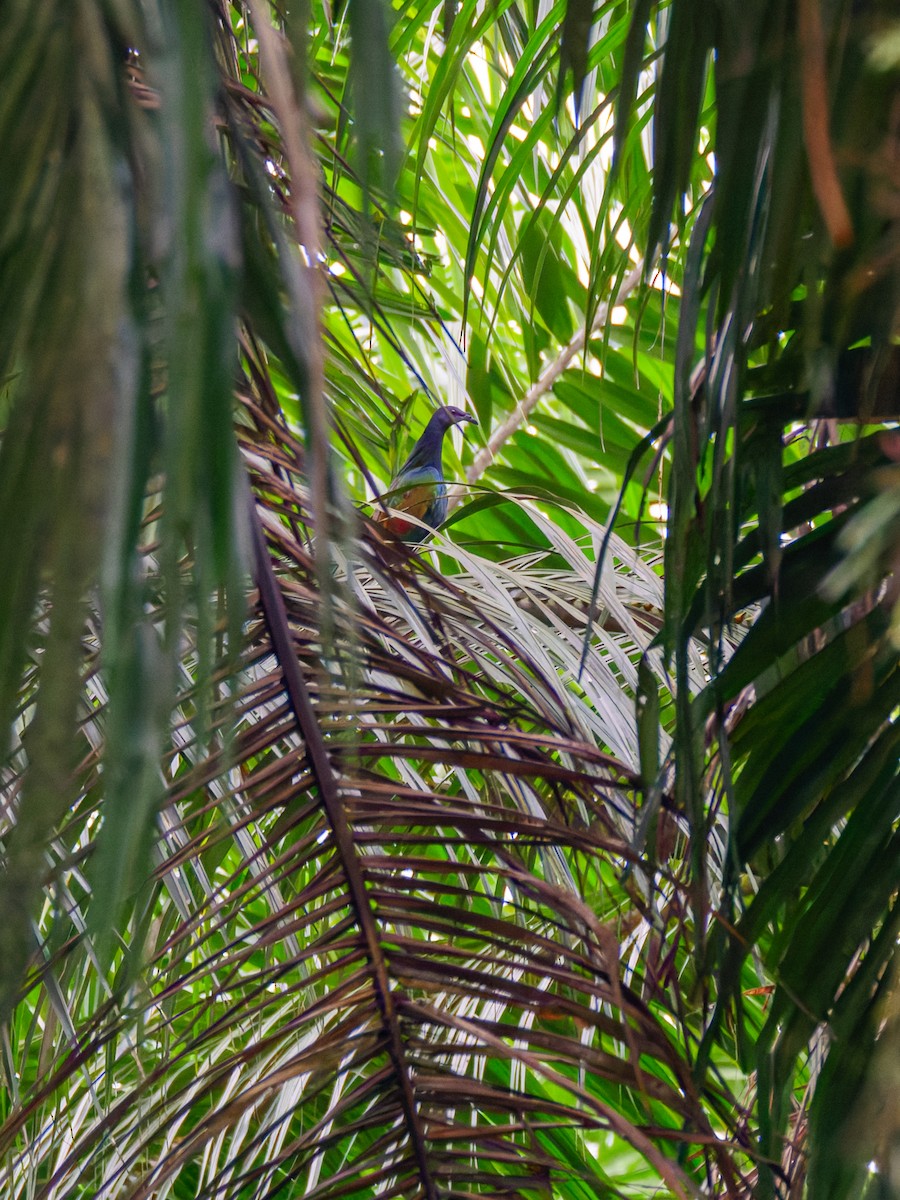 Nicobar Pigeon - ML642429290
