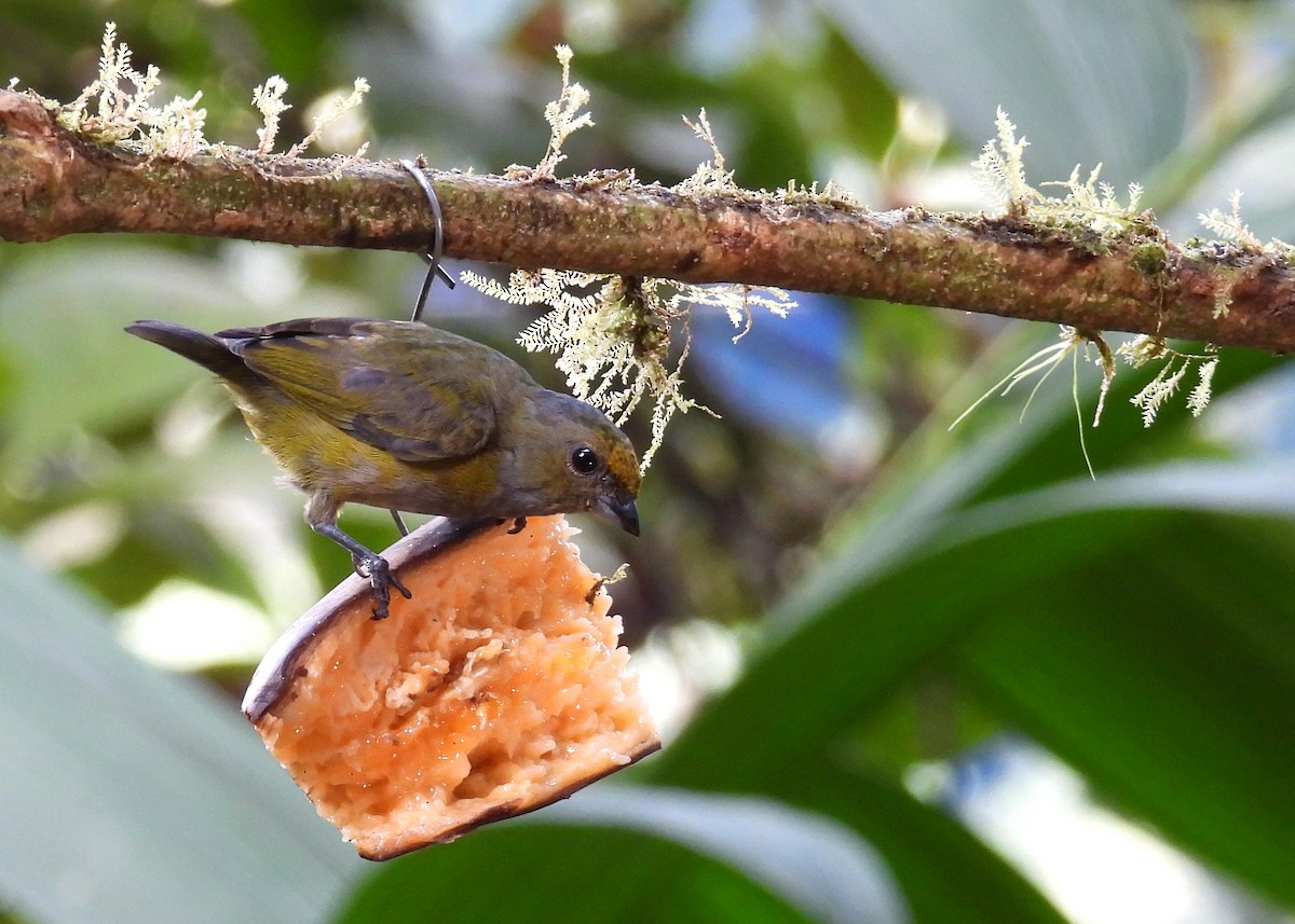 Orange-bellied Euphonia - ML642429291