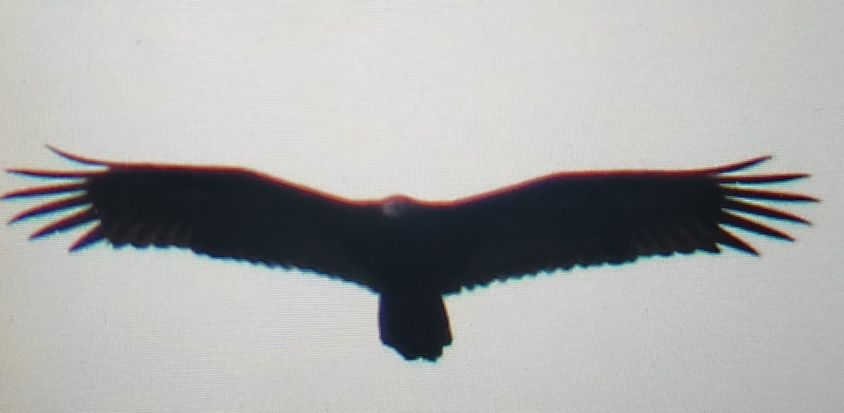 Turkey Vulture - ML642429303