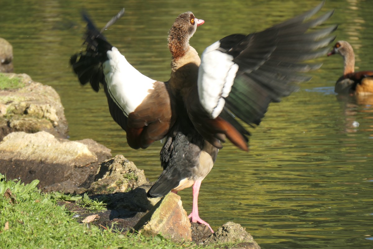 Egyptian Goose - ML642429304