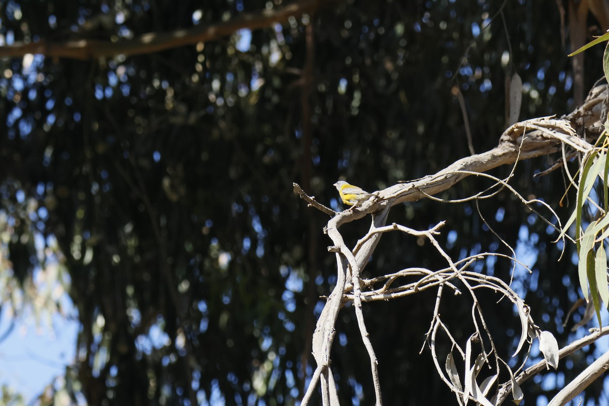 Gray-hooded Sierra Finch - ML642429308