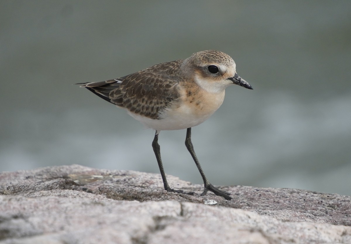 Tibetan Sand-Plover - ML642429312