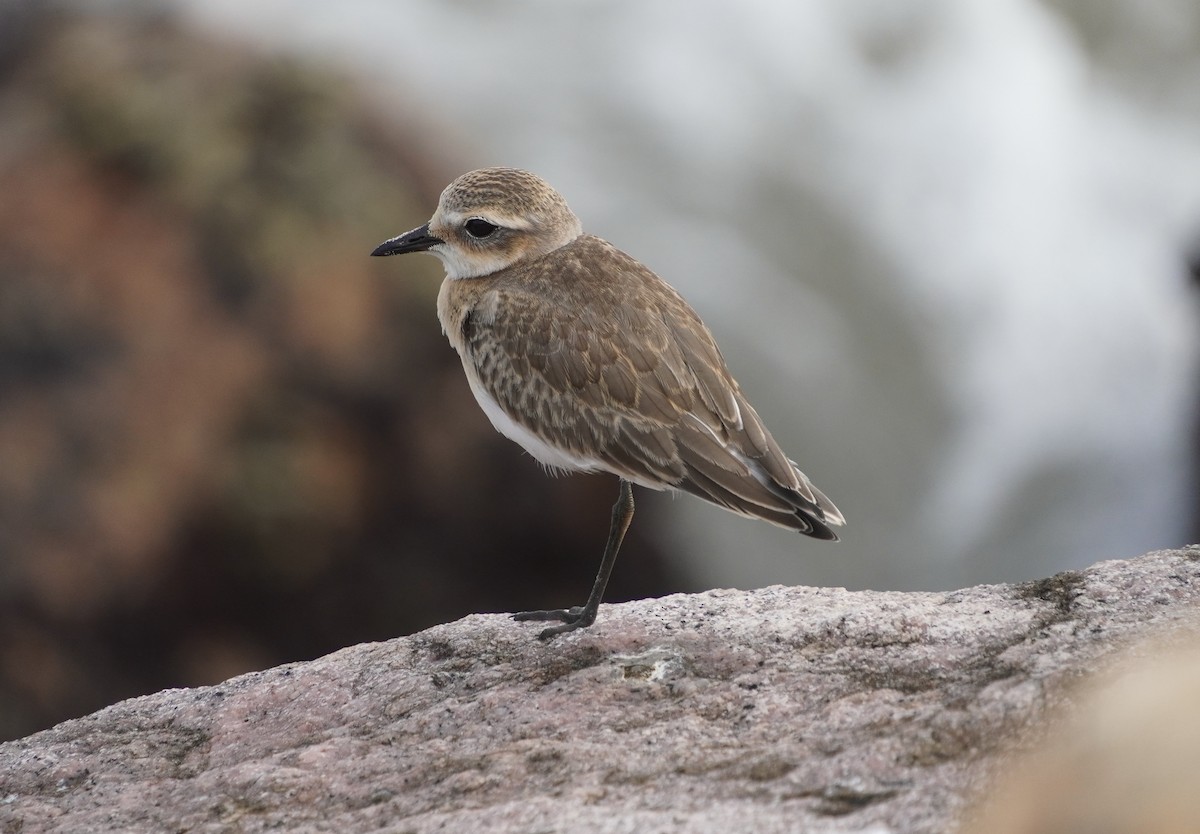 Tibetan Sand-Plover - ML642429313