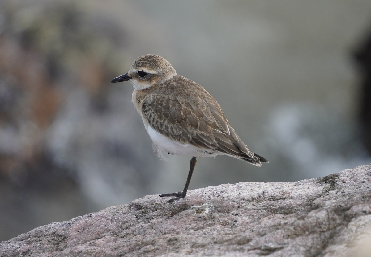 Tibetan Sand-Plover - ML642429314