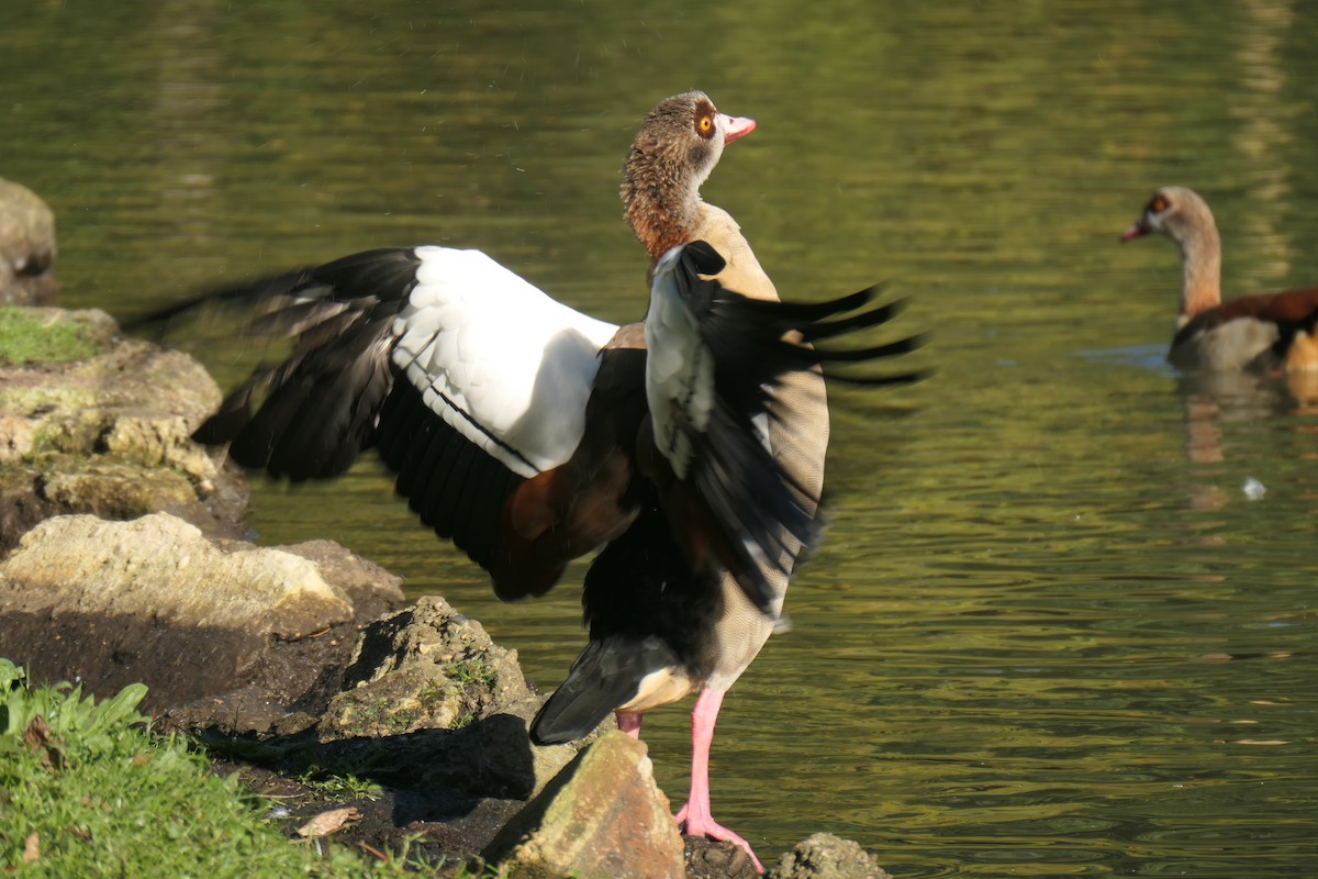 Egyptian Goose - ML642429316