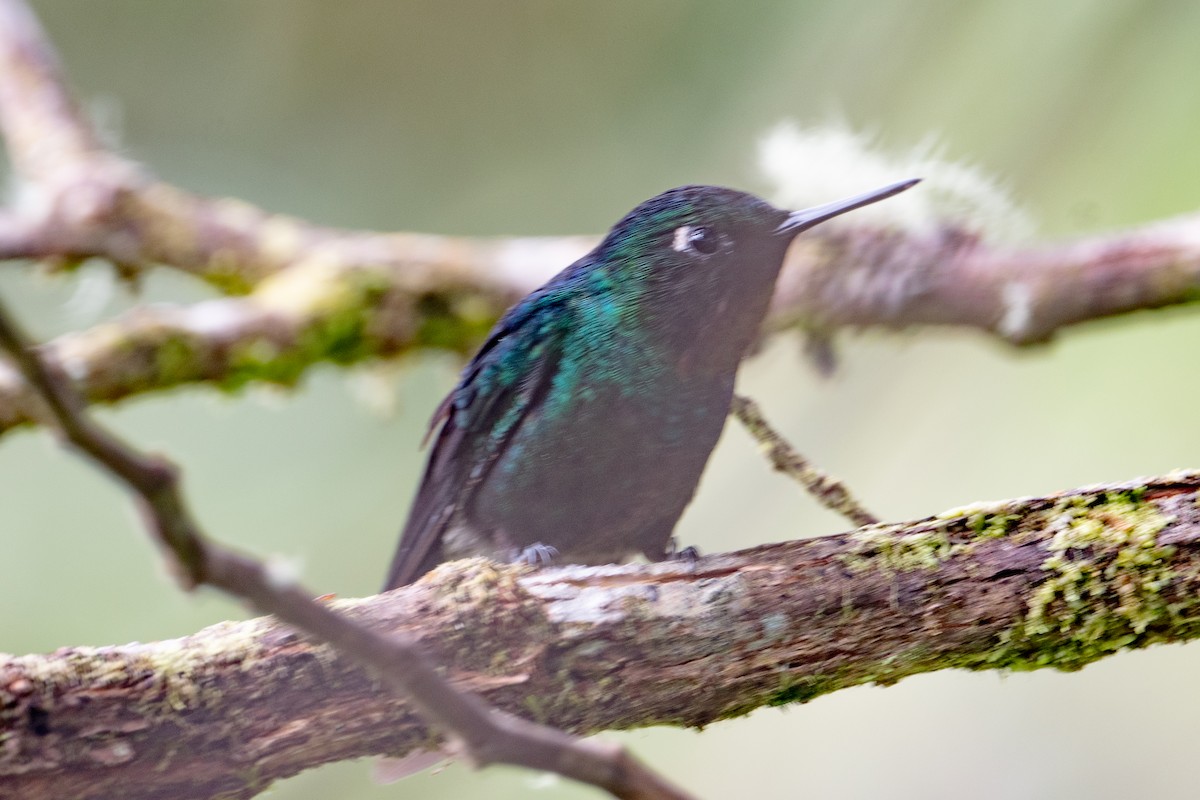 Héliange tourmaline - ML642429481