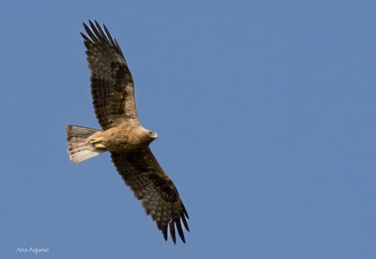 Booted Eagle - ML642429531