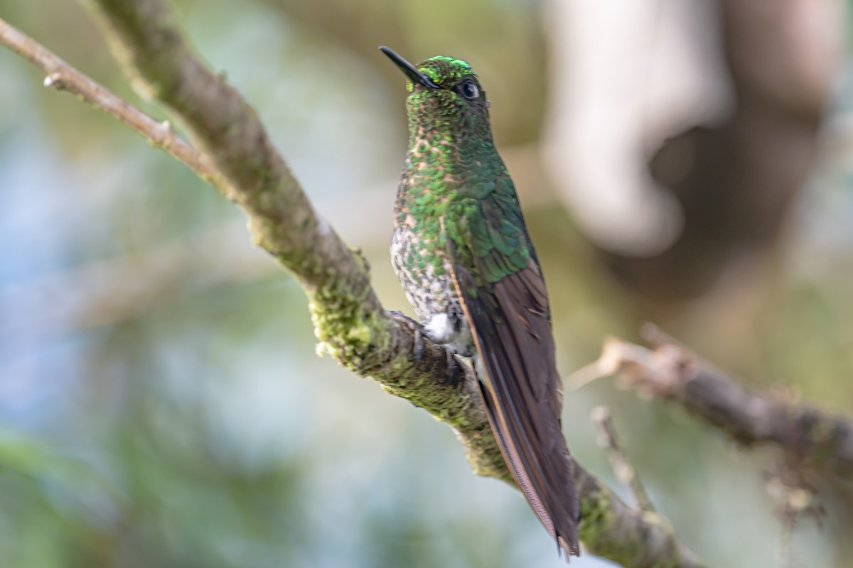 Colibri flavescent - ML642429561