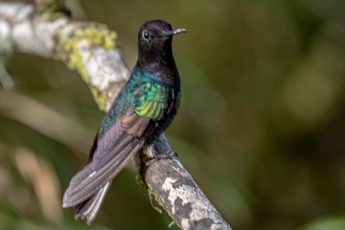 Colibri de Jardine - ML642429602