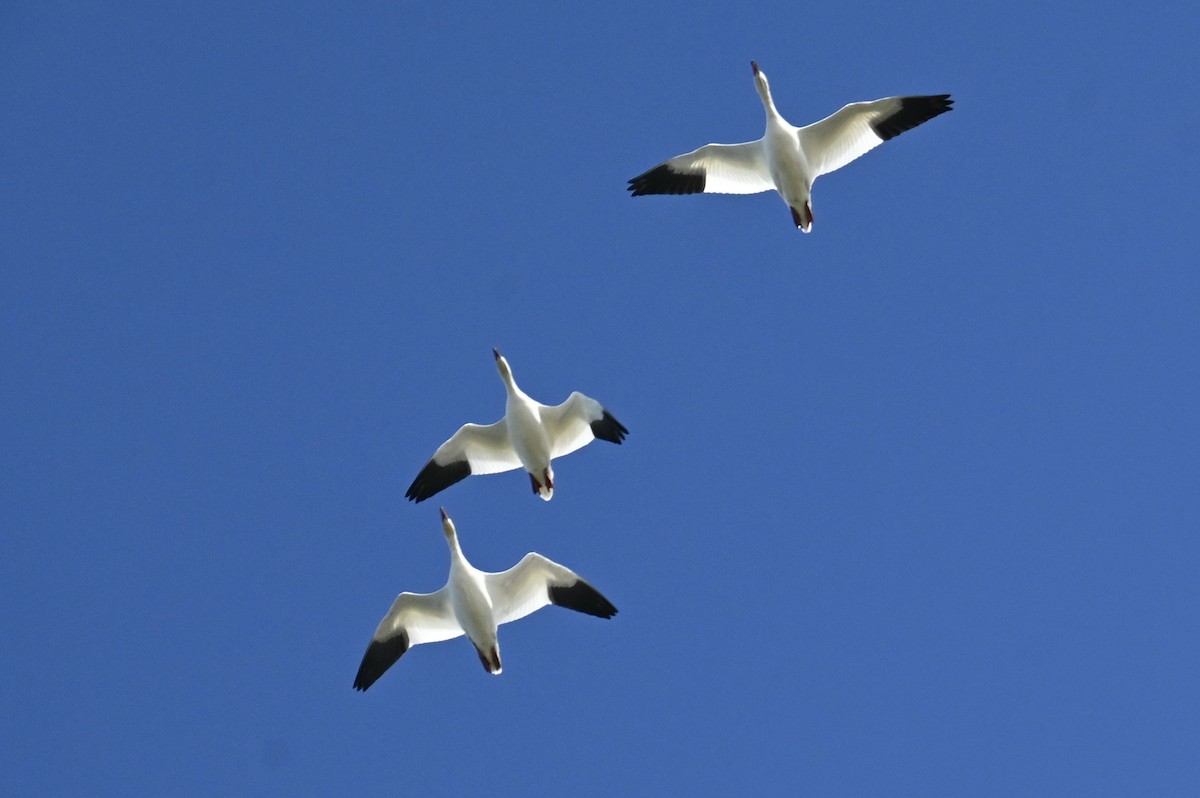 Snow Goose - ML642429631