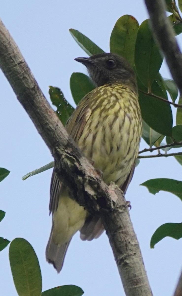 Bare-throated Bellbird - ML642429640